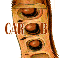 CAROB logo